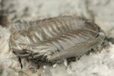 Rare, Enrolled Hesslerides Trilobite - Crawfordsville, Indiana #188874-3